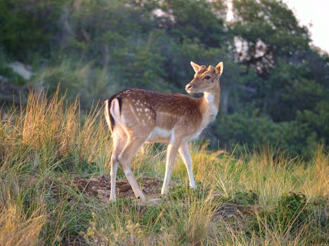 Decoding California’s Lemon Law: When Does Your Car Earn the “Lemon” Title?