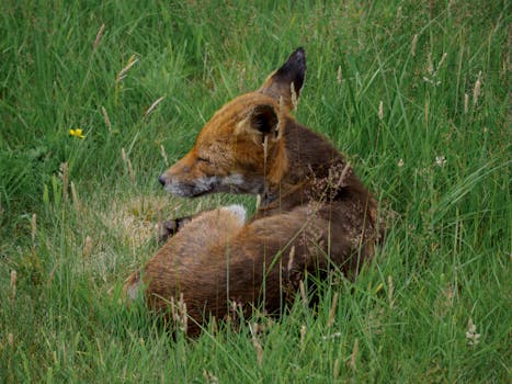 Unlocking the Secrets of the Vulpine Realm: An Expert’s Deep Dive into Fox Science Preserves